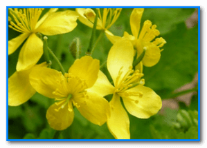 The cauterizing property of celandine helps to remove papilloma
