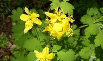 Rules for using celandine from warts