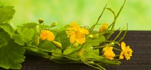 Pure flowers