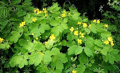 Using Celandine from Warts