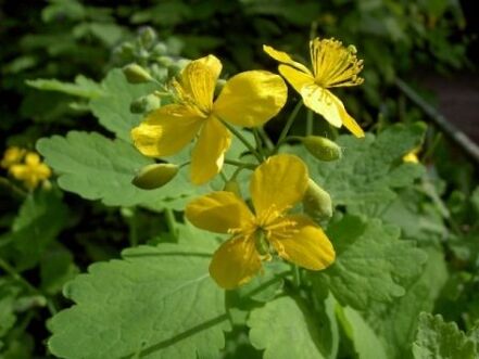 celandine grass flowers against warts