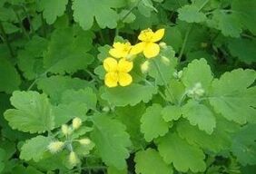 celandine herb against warts